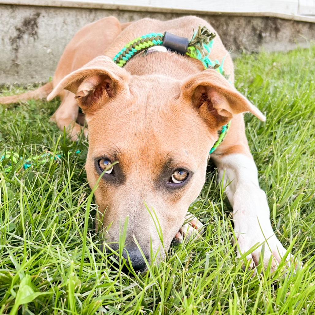 Enlarge Feyre, a Adoptable mixed breed in Rossville, GA image 3/6