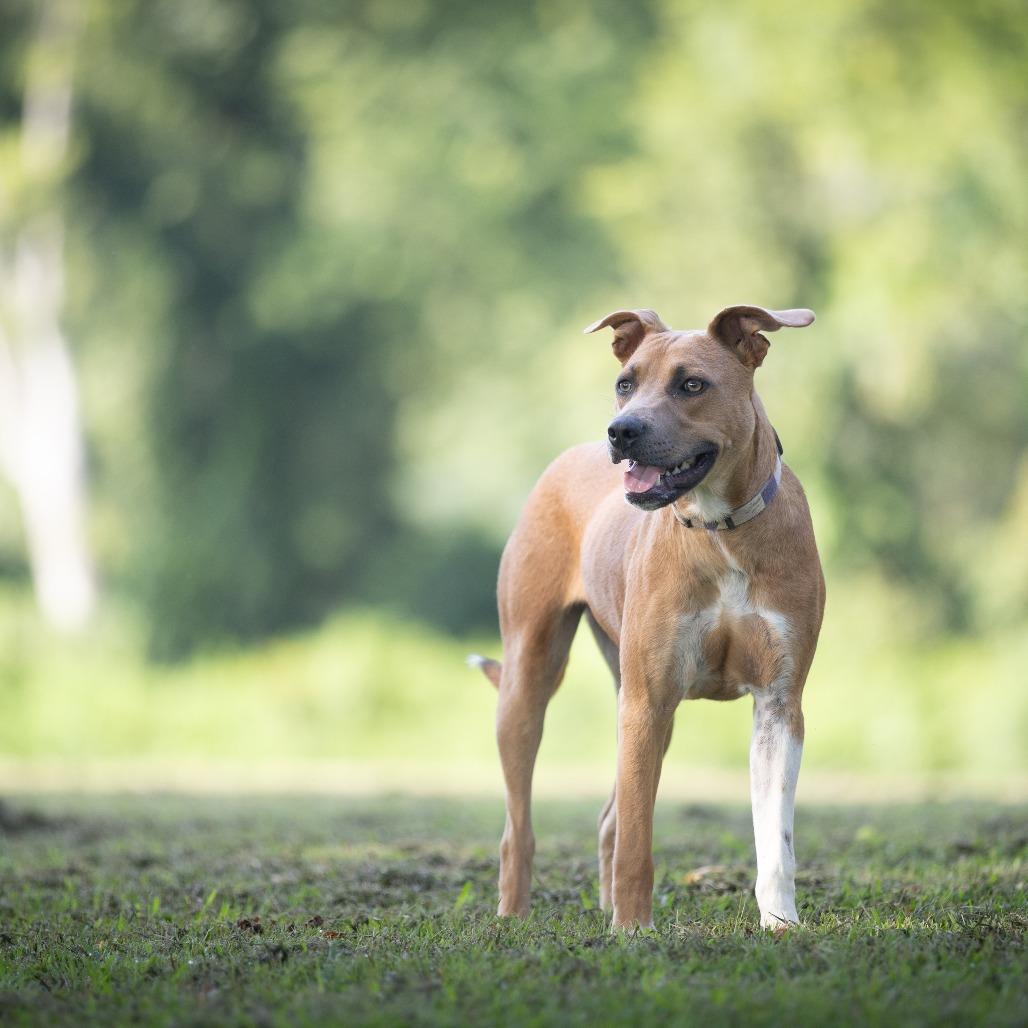 Enlarge Feyre, a Adoptable mixed breed in Rossville, GA image 4/6