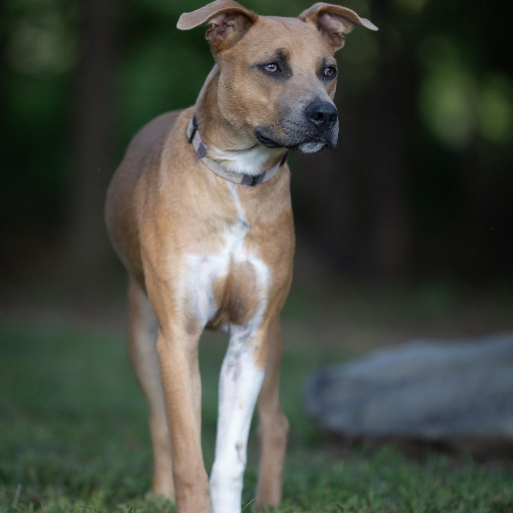 Enlarge Feyre, a Adoptable mixed breed in Rossville, GA image 5/6