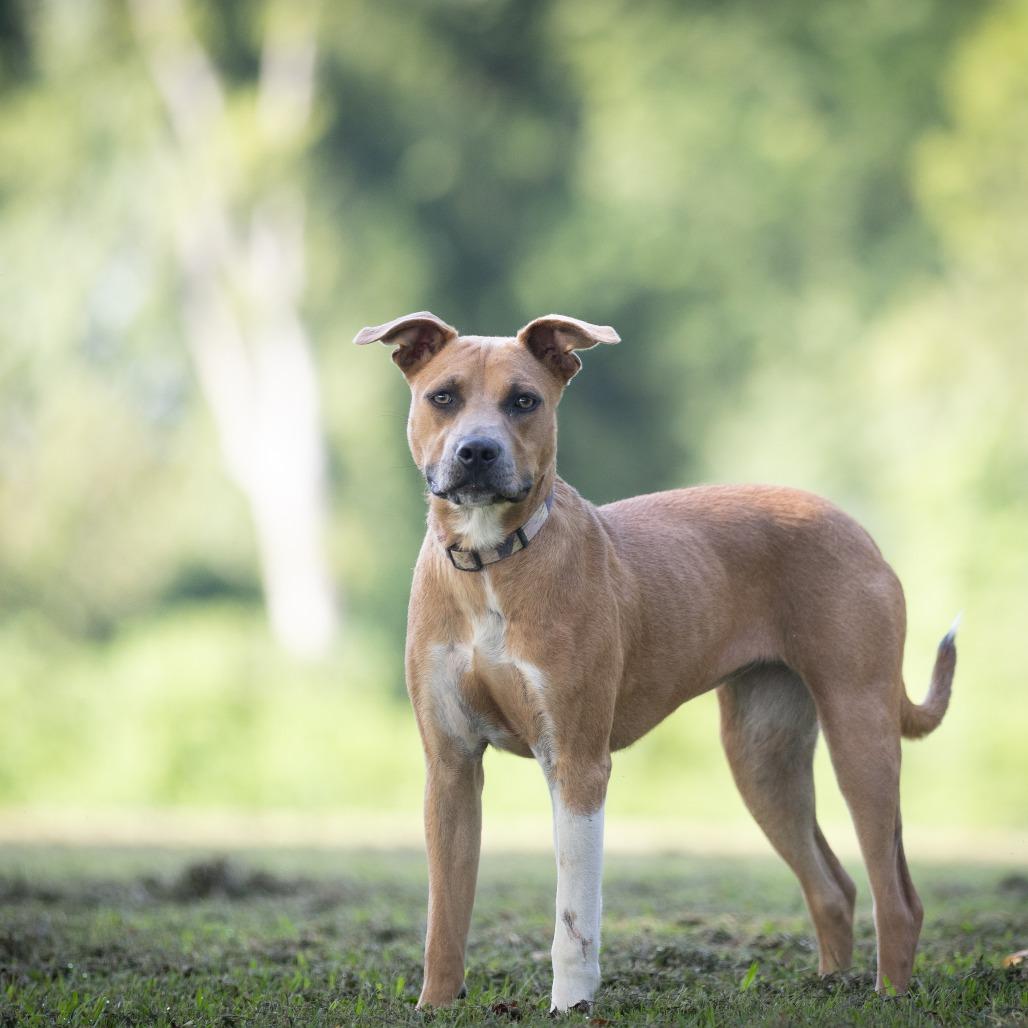 Enlarge Feyre, a Adoptable mixed breed in Rossville, GA image 6/6