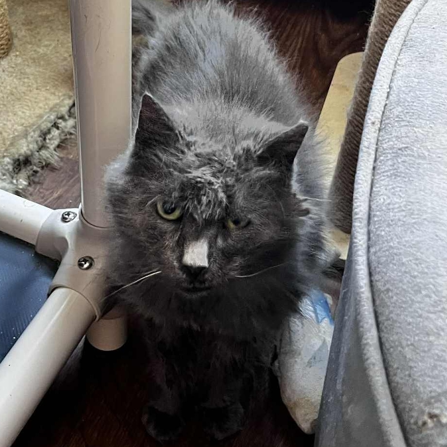 Aly , a ADOPTABLE mixed breed in Huntington, NY image 1/5