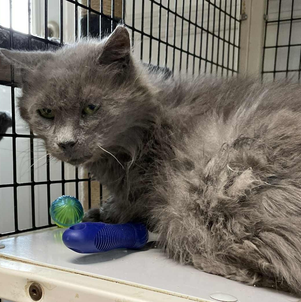 Aly , ADOPTABLE, Senior Female Domestic Long Hair & Nebelung.