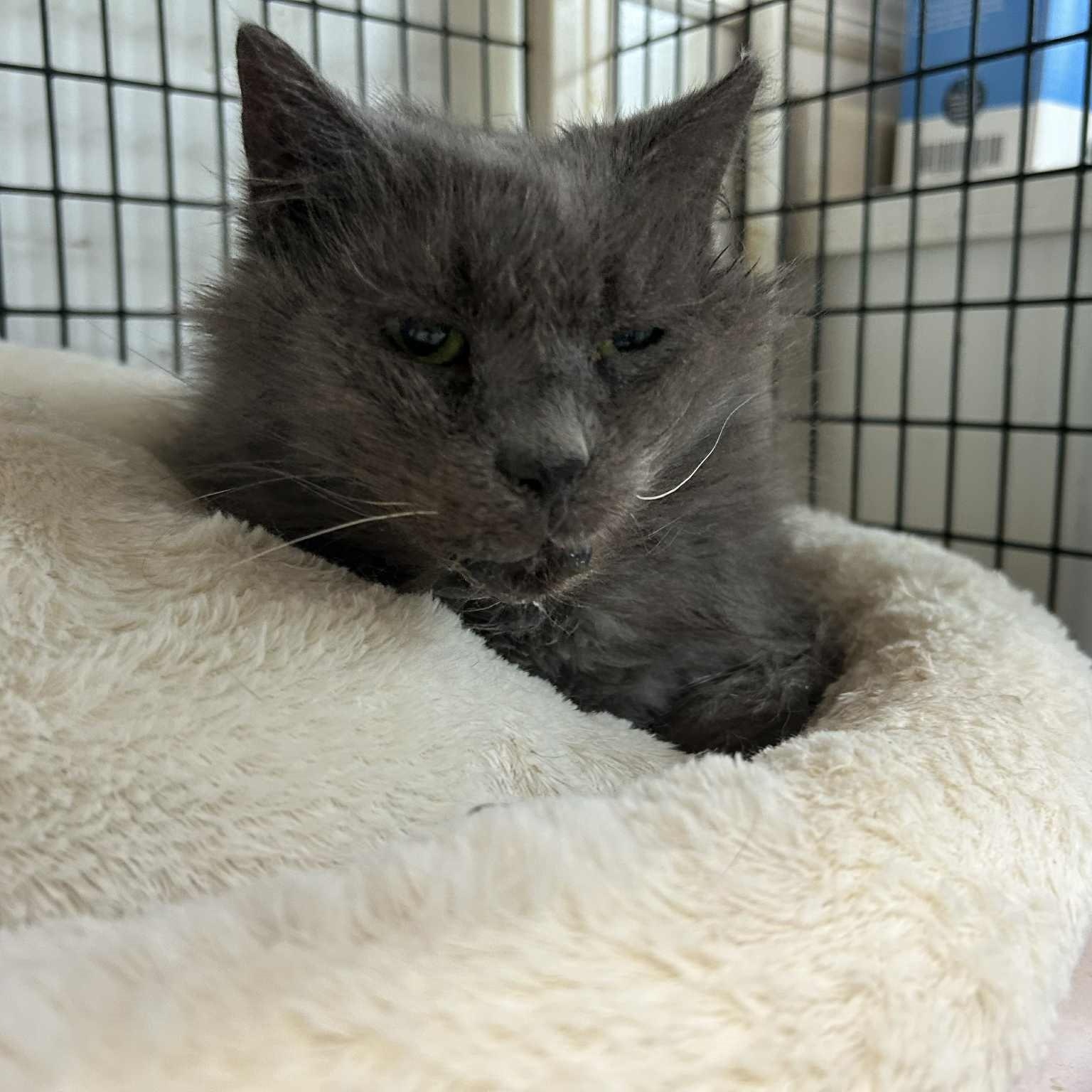 Aly , a ADOPTABLE mixed breed in Huntington, NY image 2/3