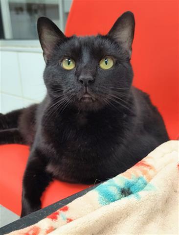 Enlarge TAMMY, a Adoptable Domestic Short Hair in Canfield, OH image 1/1