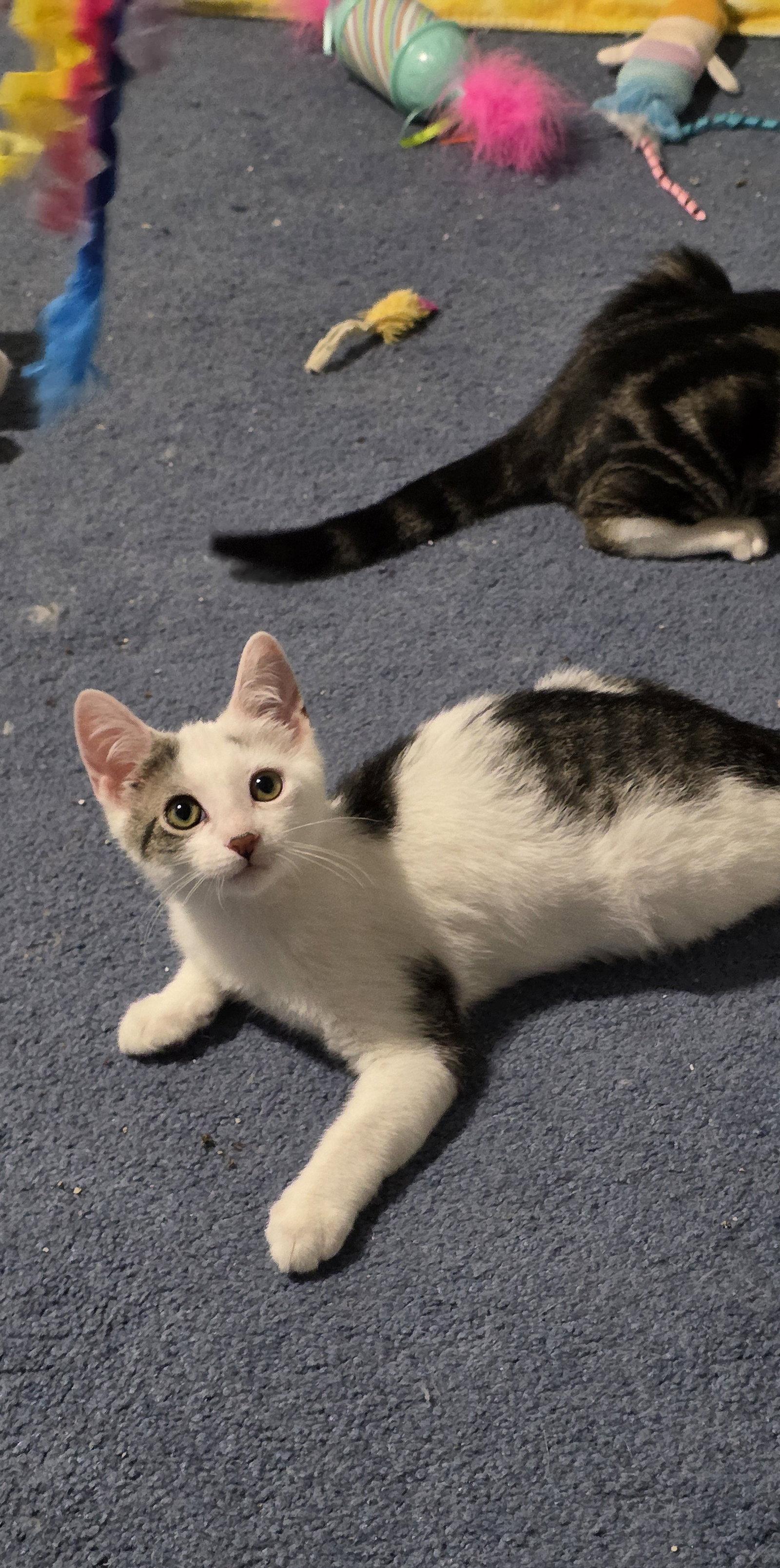 Benedict, Adoptable, Young Male Domestic Short Hair.