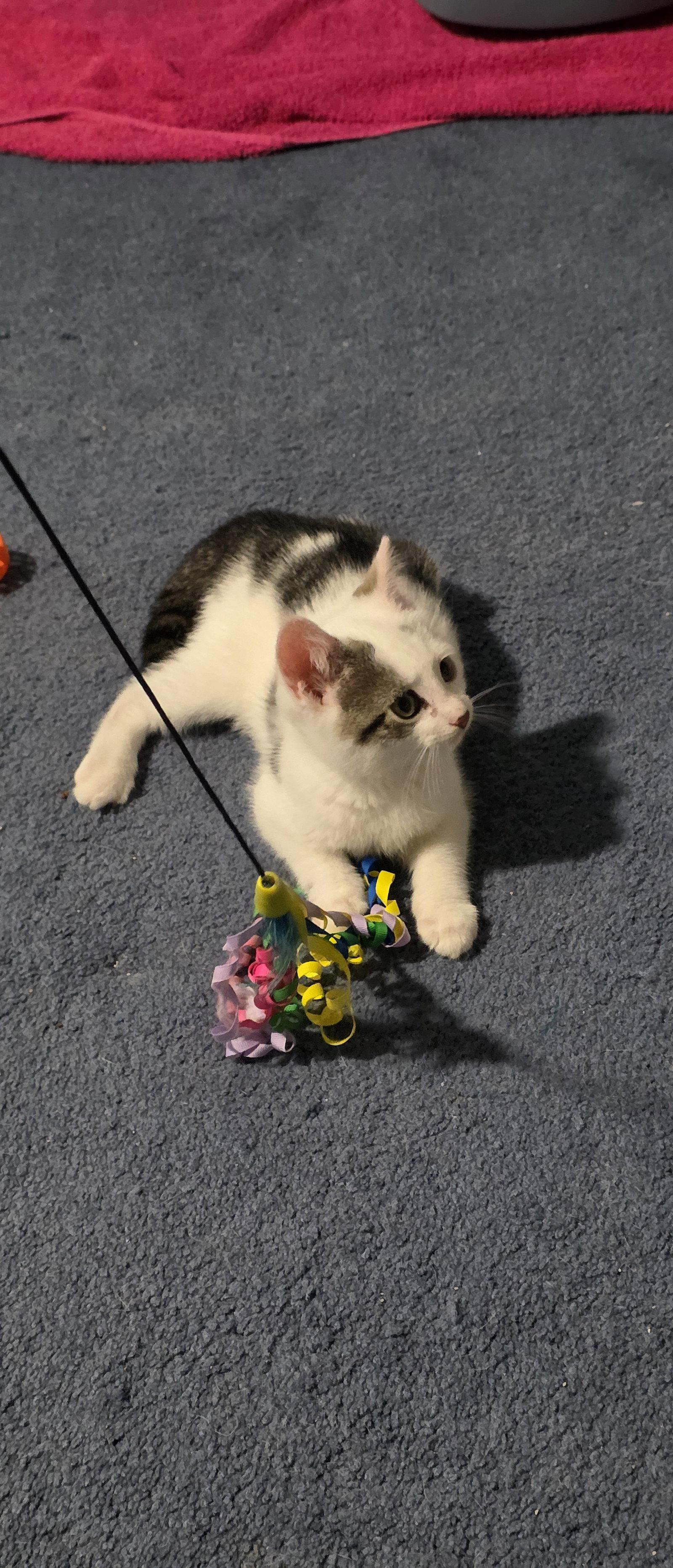 Enlarge Benedict, a Adoptable Domestic Short Hair in Delran, NJ image 3/3