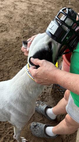 Enlarge TJs Third Chance (TJ), a Adopted Greyhound in Tarpon Springs, FL image 1/1