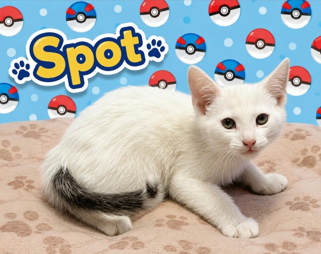 Spot, Adoptable, Kitten Male Domestic Short Hair.