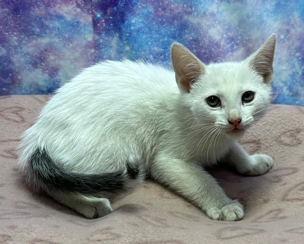 Spot, a Adoptable mixed breed in Washington Court House, OH image 2/2