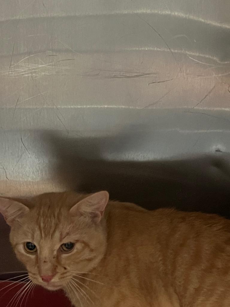 Claudia, Adoptable, Young Male Domestic Short Hair.