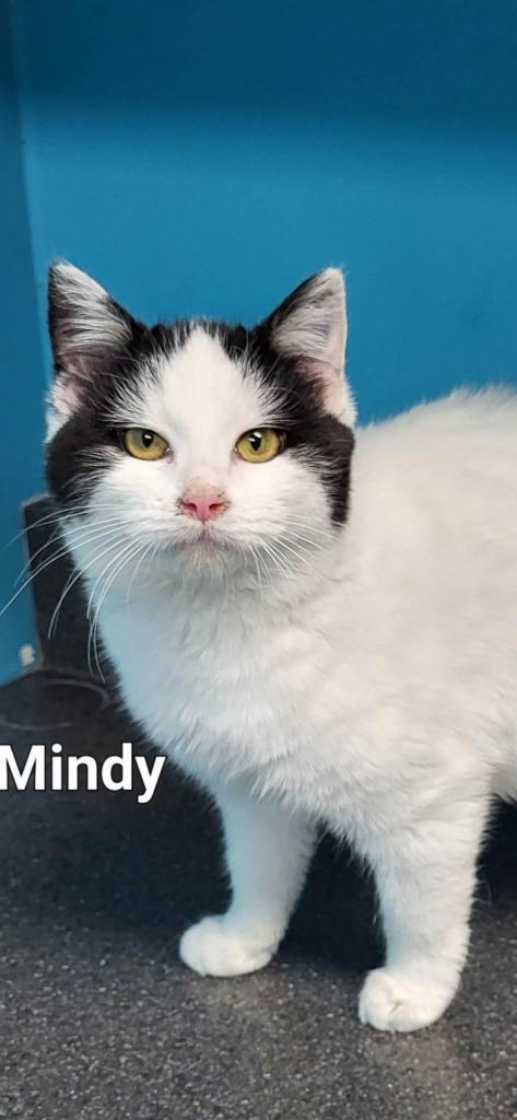 Enlarge Mindy, a Adoptable Domestic Short Hair in Kendallville, IN image 1/1