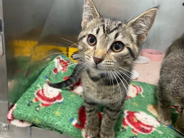 MARIO, Adoptable, Kitten Male Domestic Short Hair.