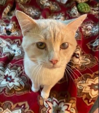 Enlarge Alfredo, a Adoptable Domestic Short Hair in West Milton, OH image 1/1