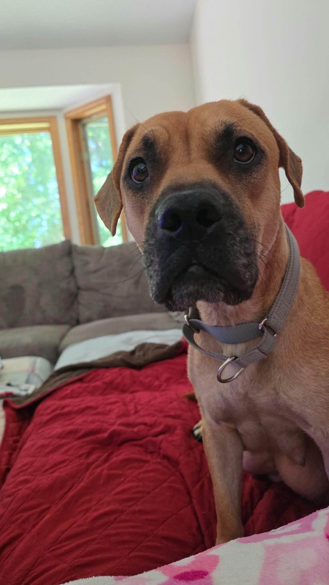 Enlarge Mama Chilli FKA Maple Sugar, a Adoptable mixed breed in Minneapolis, MN image 2/6