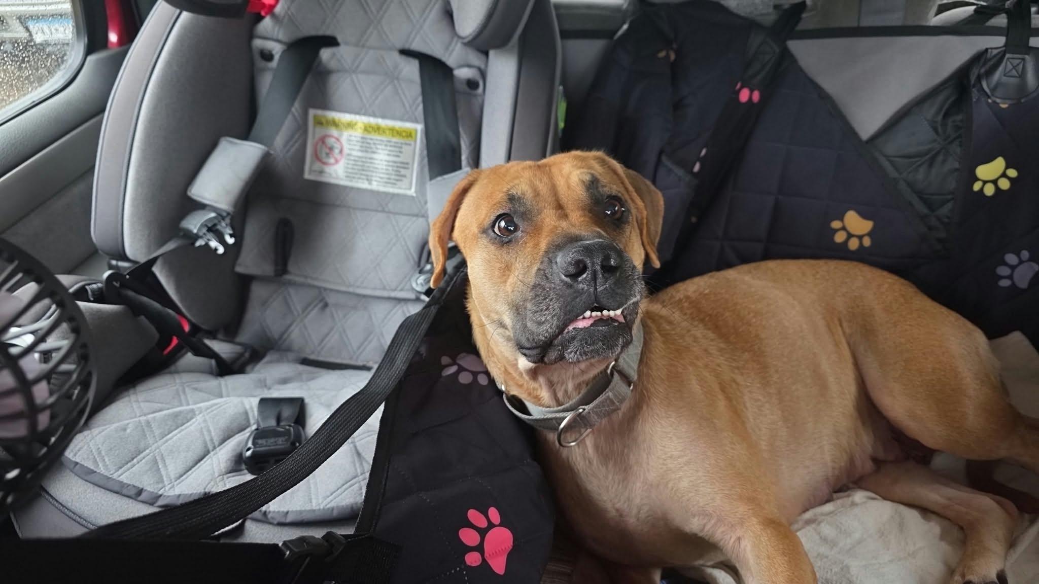 Enlarge Mama Chilli FKA Maple Sugar, a Adoptable mixed breed in Minneapolis, MN image 5/6