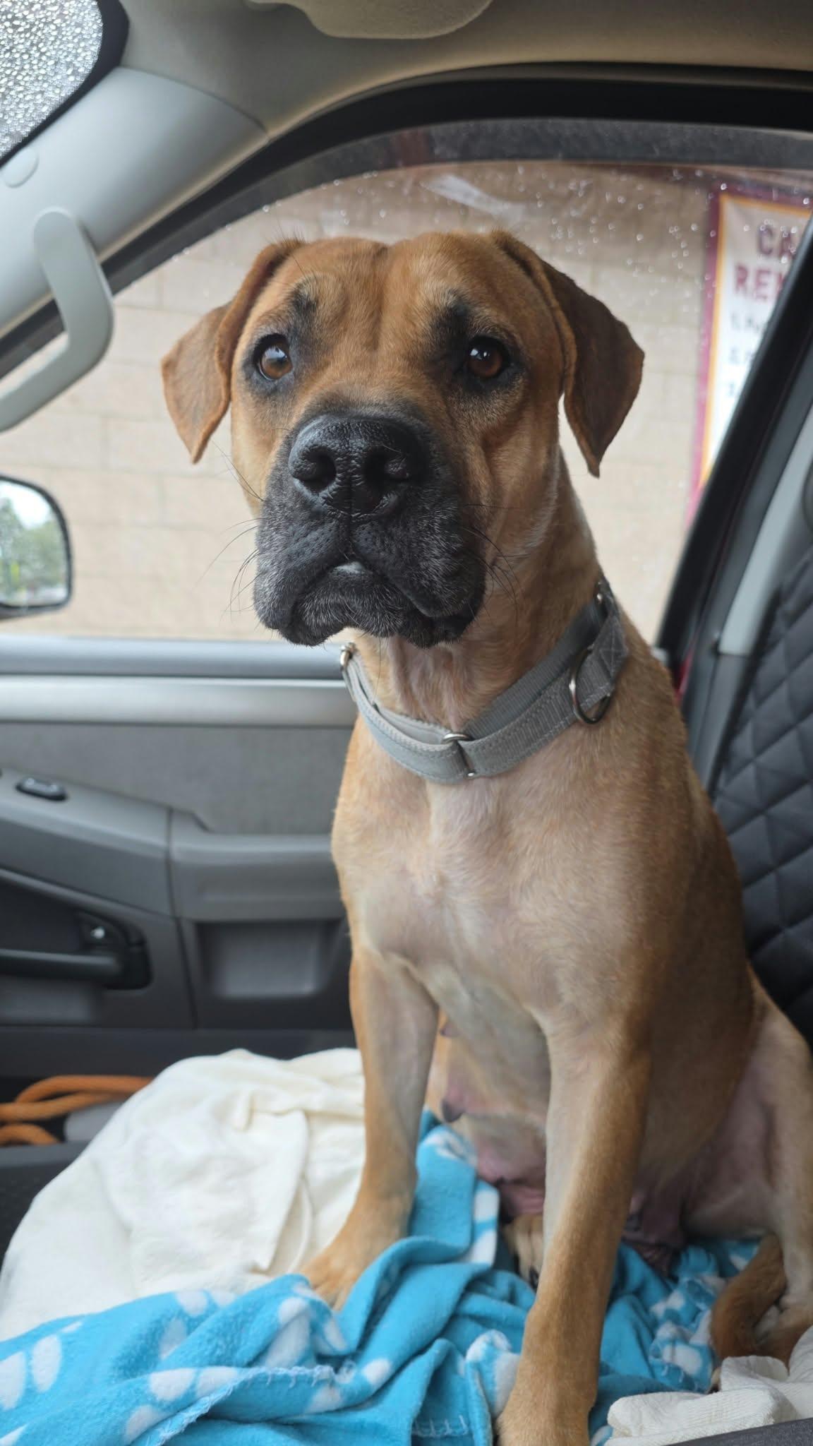 Enlarge Mama Chilli FKA Maple Sugar, a Adoptable mixed breed in Minneapolis, MN image 1/6