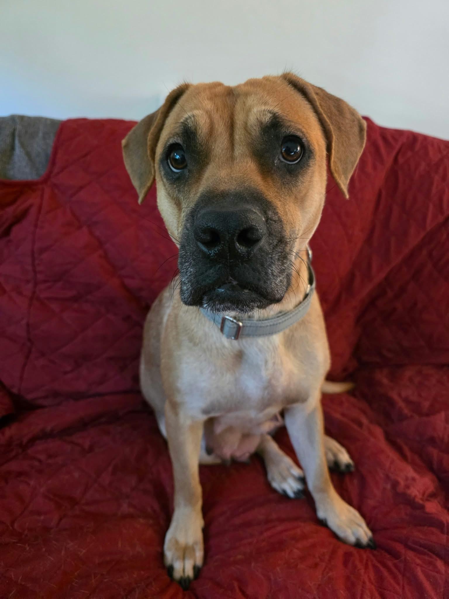 Enlarge Mama Chilli FKA Maple Sugar, a Adoptable mixed breed in Minneapolis, MN image 3/6