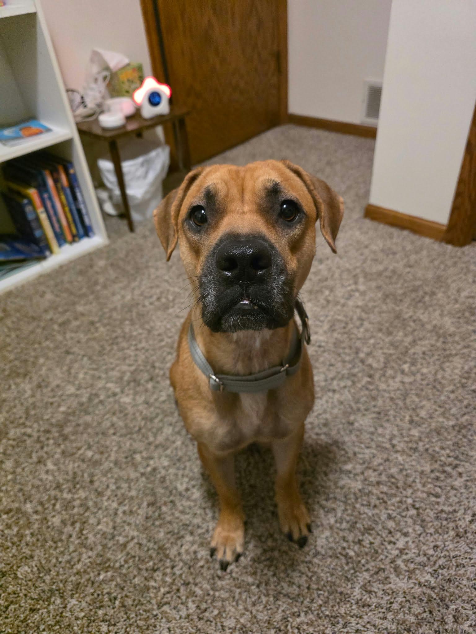 Enlarge Mama Chilli FKA Maple Sugar, a Adoptable mixed breed in Minneapolis, MN image 6/6