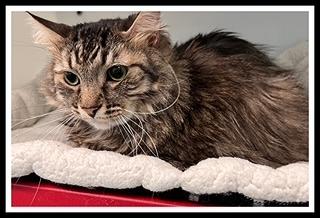 MEATBALL, Adoptable, Adult Male Domestic Long Hair.