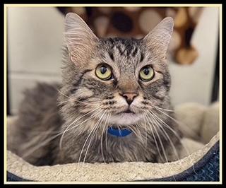 Enlarge MEATBALL, a Adoptable Domestic Long Hair in Peoria, IL image 1/1
