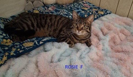 Rosie, Adoptable, Adult Female Domestic Short Hair.