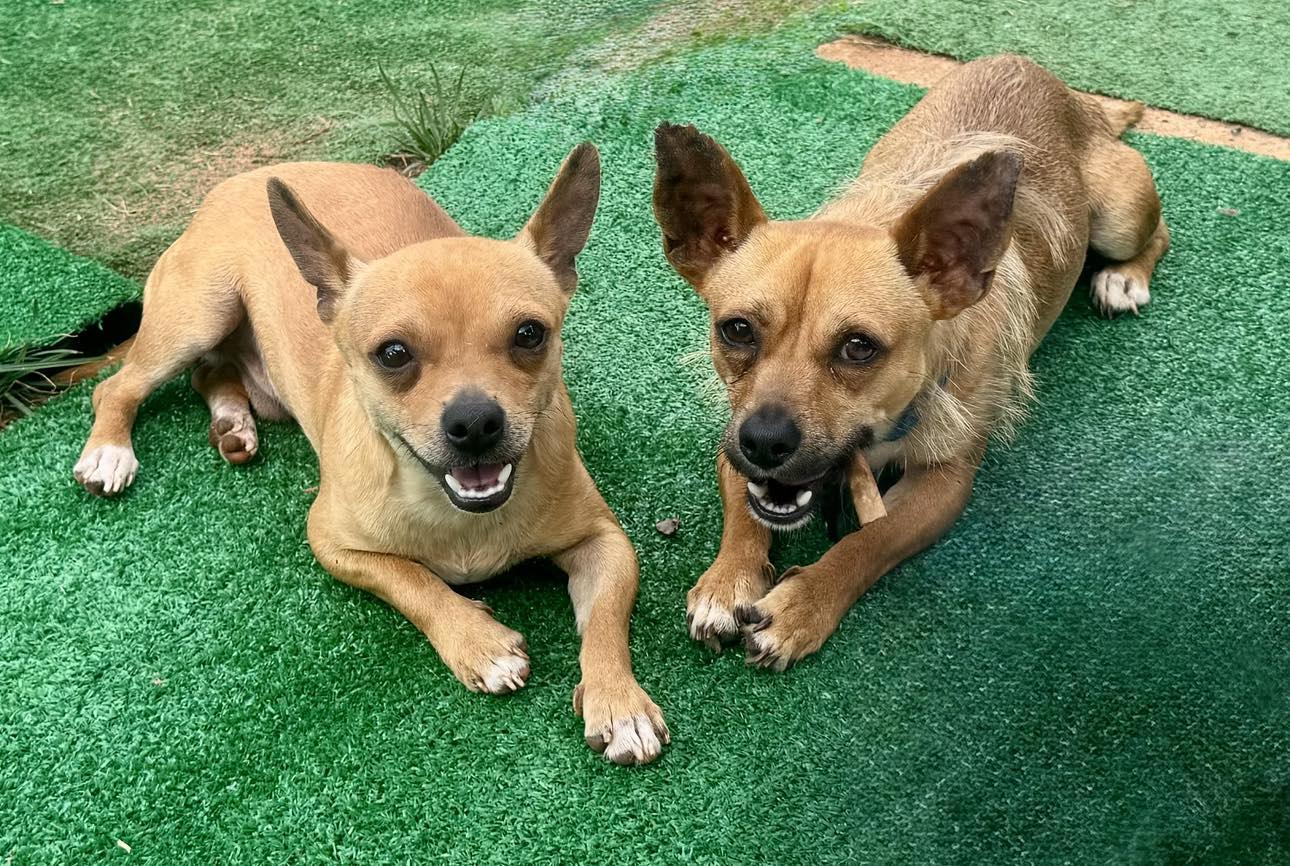 Cooper & Biggie photo 6