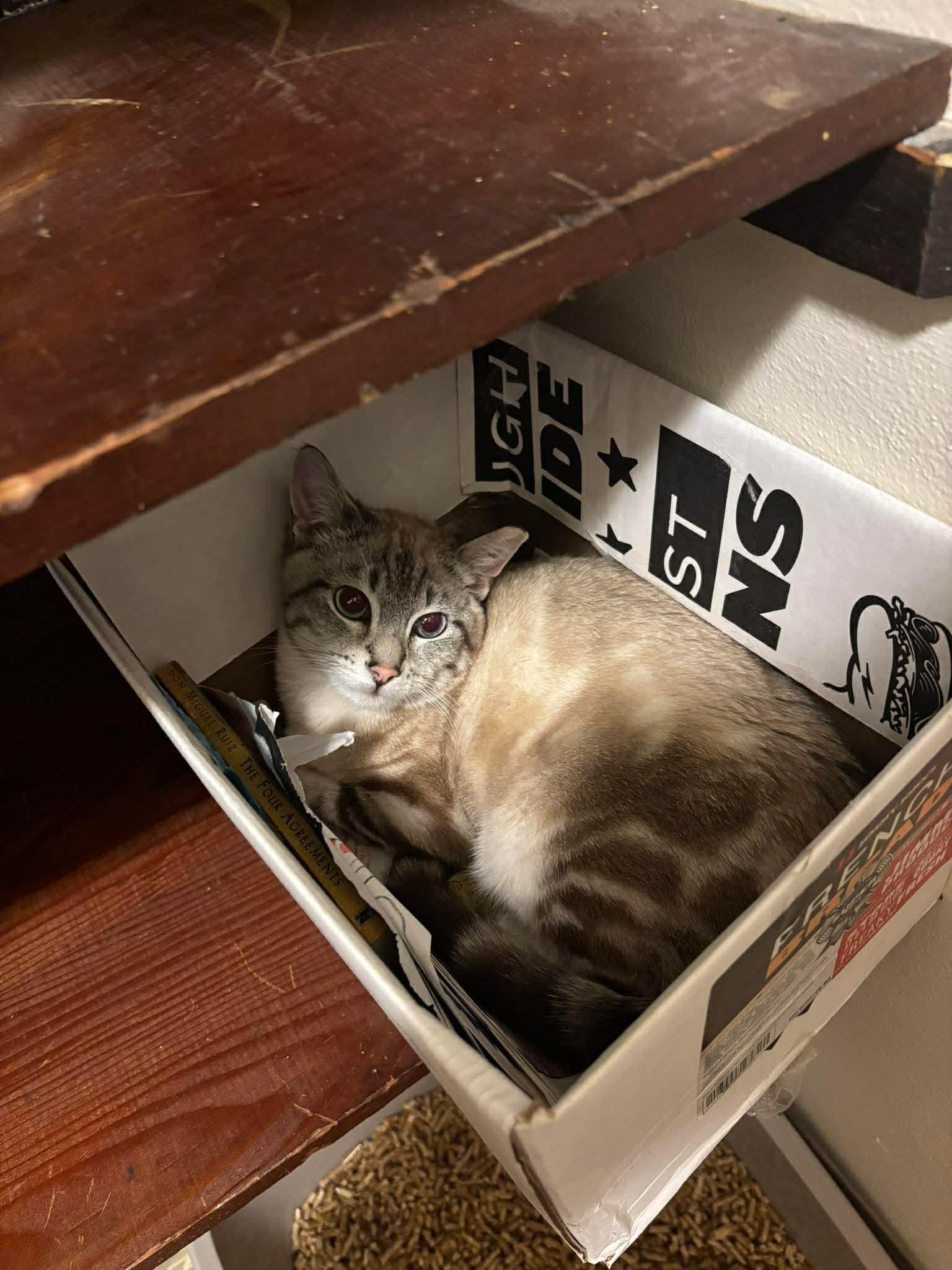 Enlarge Beatrix, a ADOPTABLE Domestic Short Hair in Milwaukee, WI image 2/5