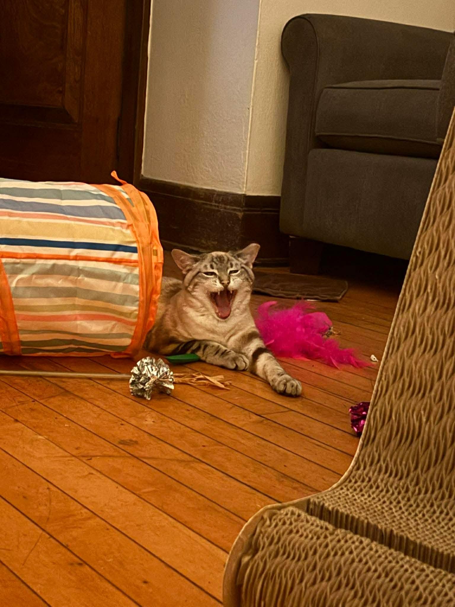 Enlarge Beatrix, a ADOPTABLE Domestic Short Hair in Milwaukee, WI image 5/5