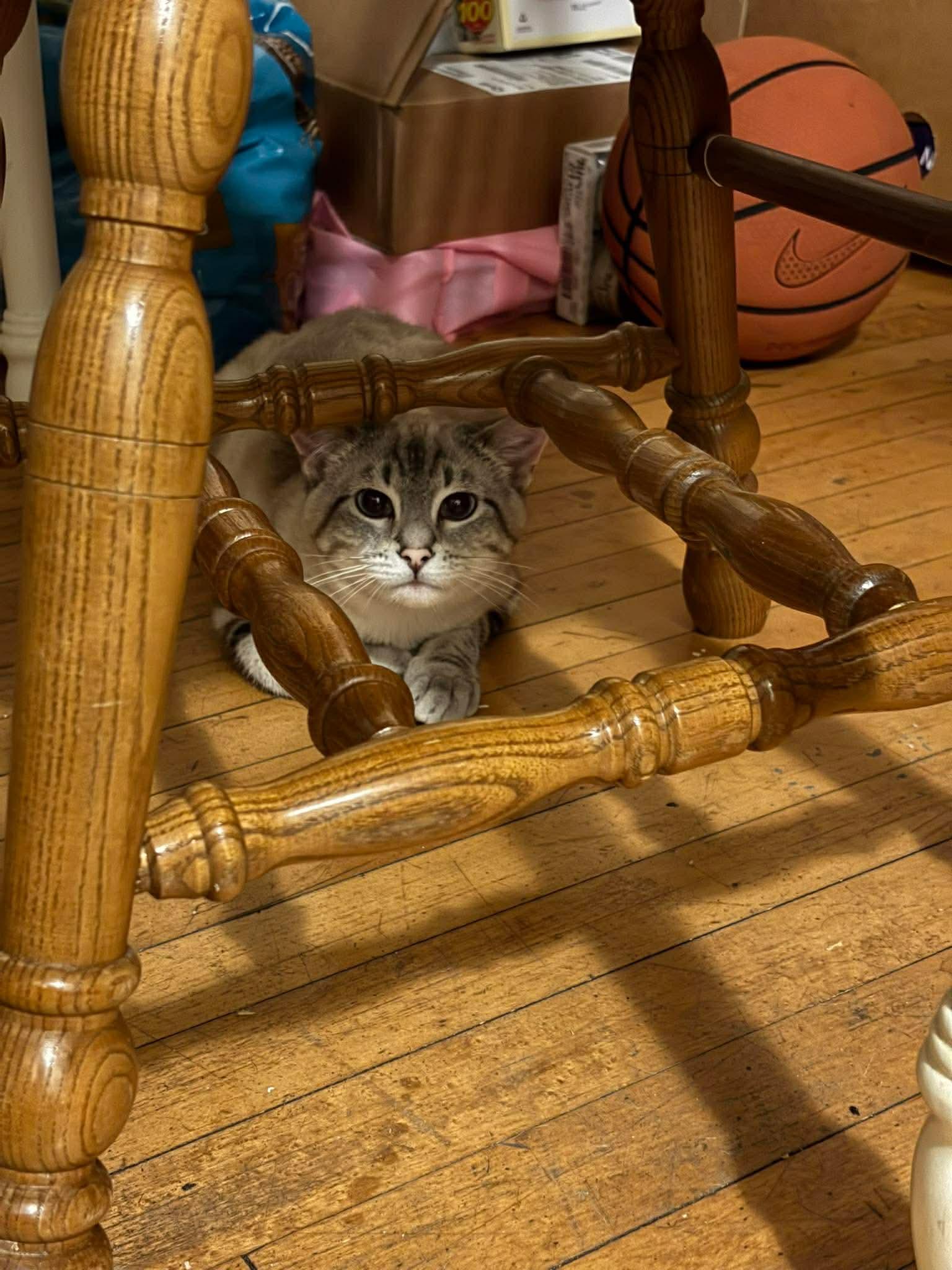 Enlarge Beatrix, a ADOPTABLE Domestic Short Hair in Milwaukee, WI image 3/5