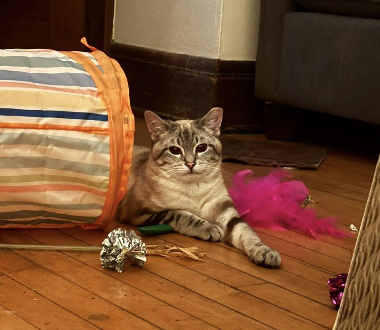 Beatrix, ADOPTABLE, Young Male Domestic Short Hair.