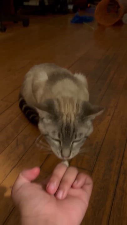 Enlarge Beatrix, a ADOPTABLE Domestic Short Hair in Milwaukee, WI video 4/5