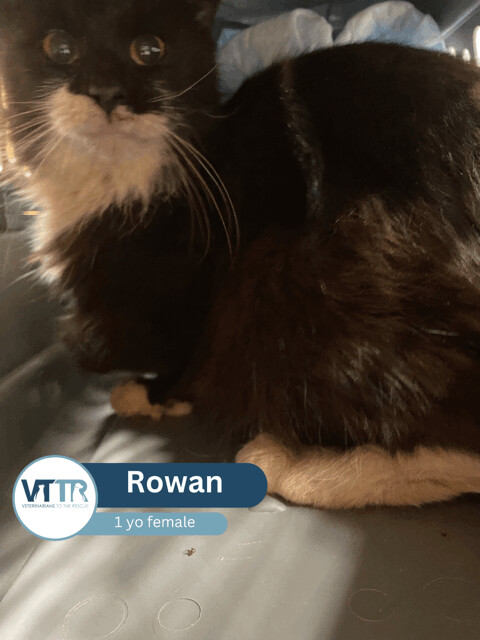 Rowan, Adopted, Adult Female Domestic Long Hair.
