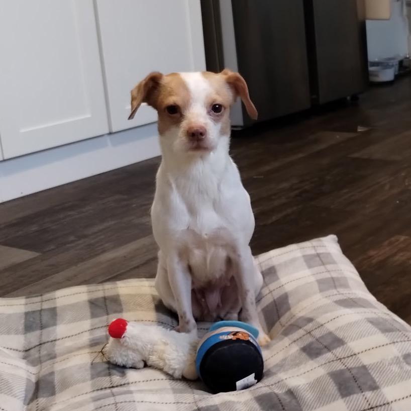 Enlarge Rosaleen, a Adoptable mixed breed in Brownsboro, AL image 1/2