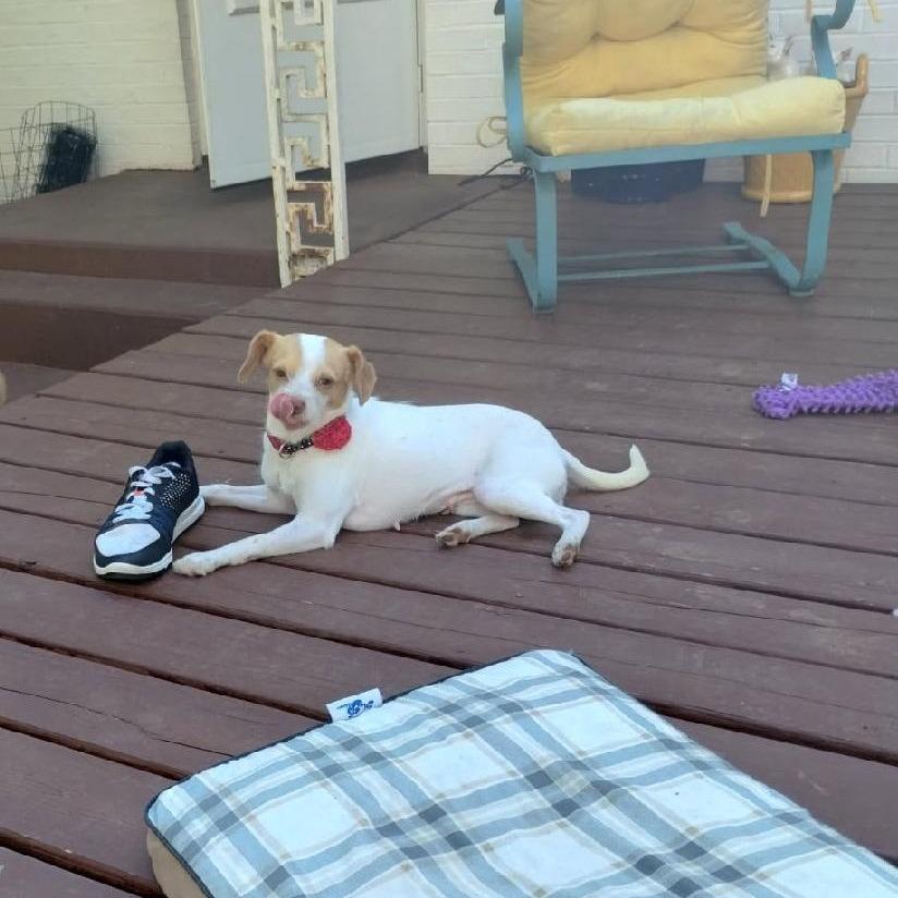 Rosaleen, a Adoptable mixed breed in Brownsboro, AL image 2/6