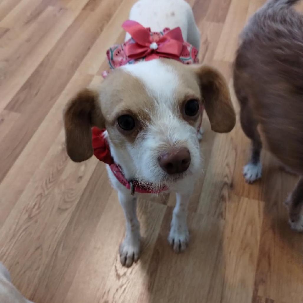 Rosaleen, a Adoptable mixed breed in Brownsboro, AL image 4/6