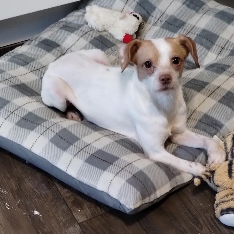 Enlarge Rosaleen, a Adoptable mixed breed in Brownsboro, AL image 2/2