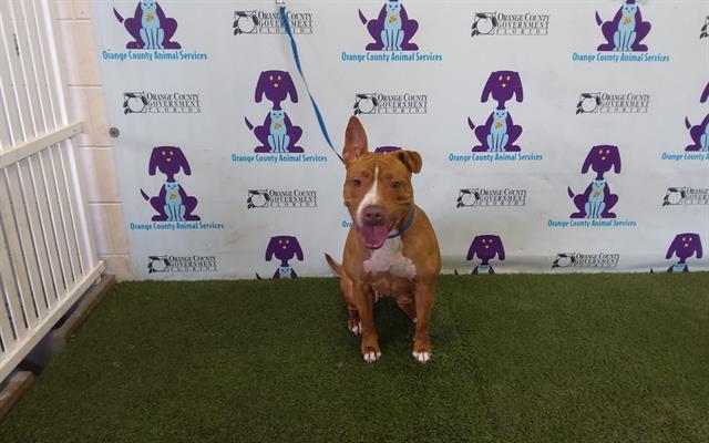 Enlarge RAYA, a Adoptable Pit Bull Terrier in Orlando, FL image 1/1