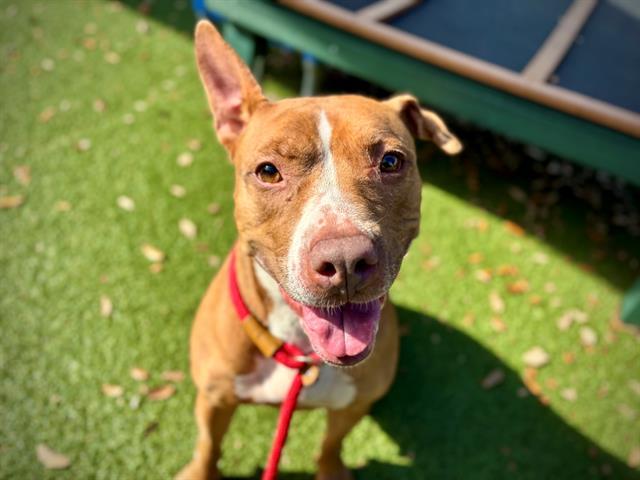 RAYA, Adoptable, Adult Female Pit Bull Terrier.