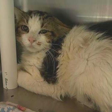 Enlarge Teacup Moss, a Adoptable Domestic Long Hair in Salt Lake City, UT image 1/2