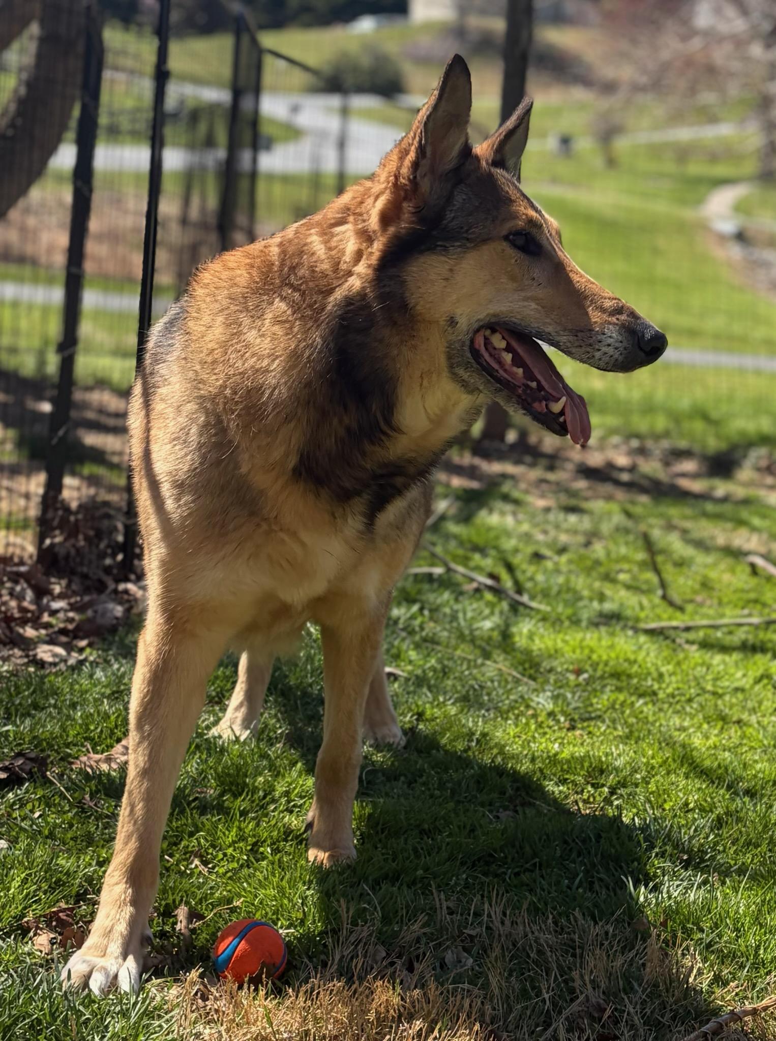 Enlarge Jessie, a ADOPTABLE mixed breed in Clarksburg, MD image 2/6
