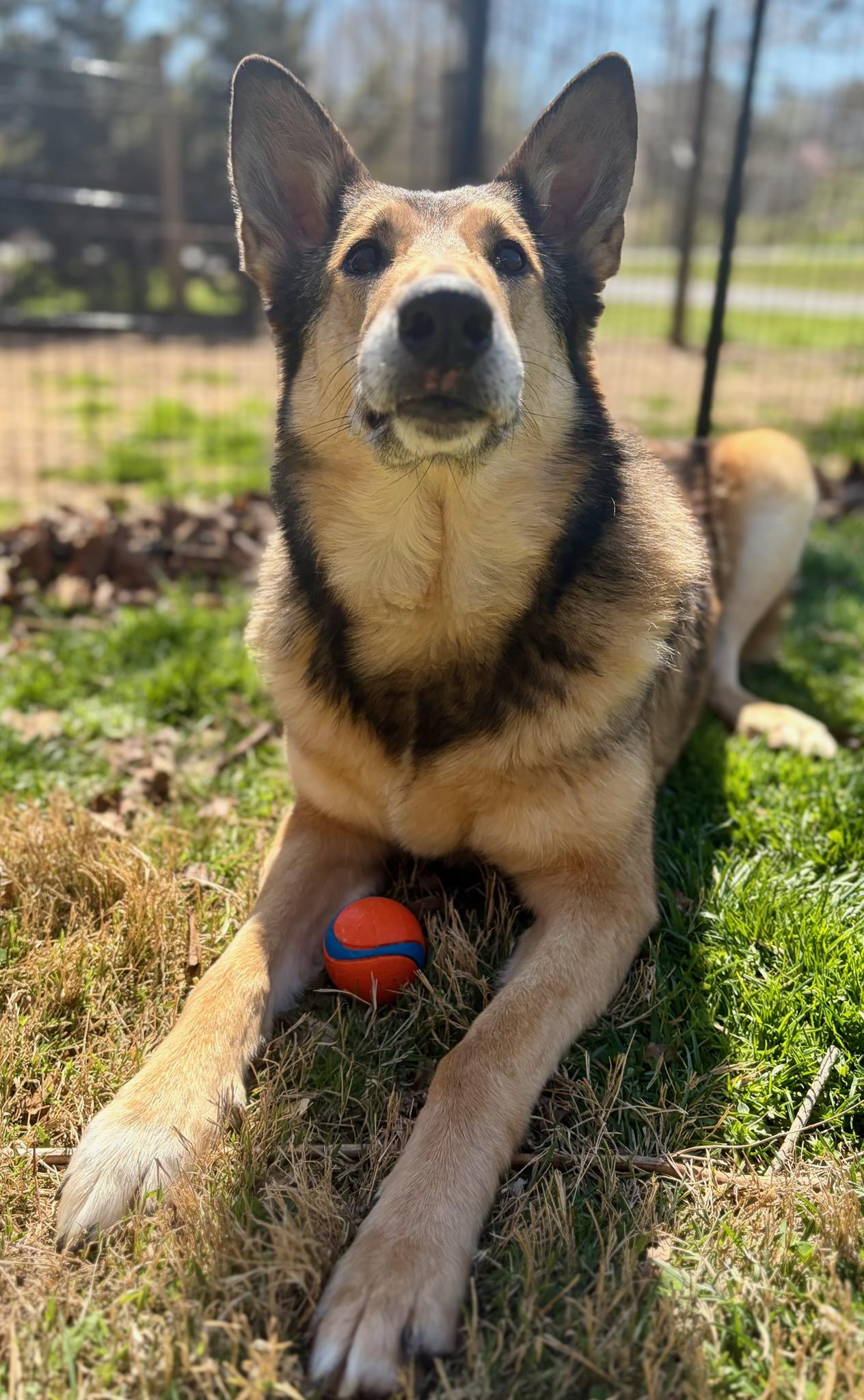 Jessie, ADOPTABLE, Adult Female Collie & German Shepherd Dog.