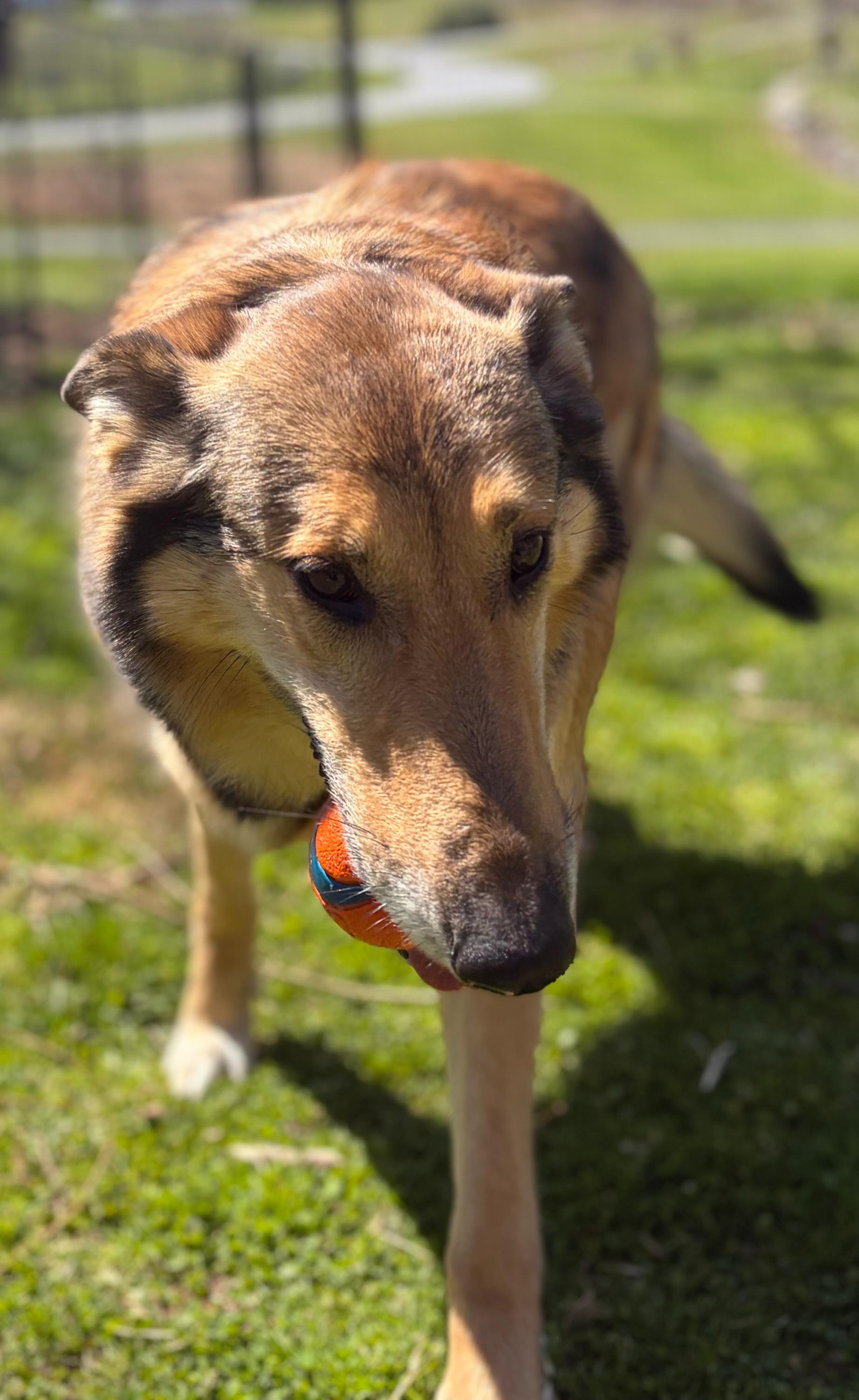 Enlarge Jessie, a ADOPTABLE mixed breed in Clarksburg, MD image 4/6