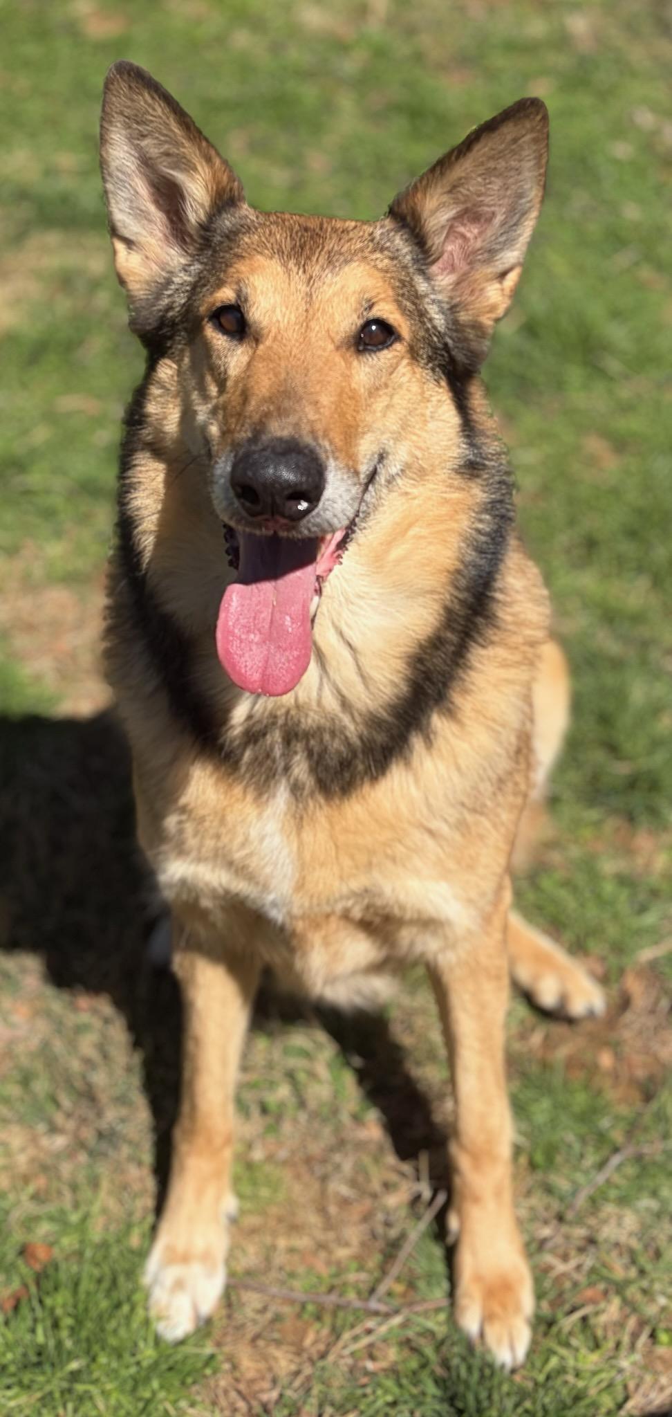 Enlarge Jessie, a ADOPTABLE mixed breed in Clarksburg, MD image 6/6