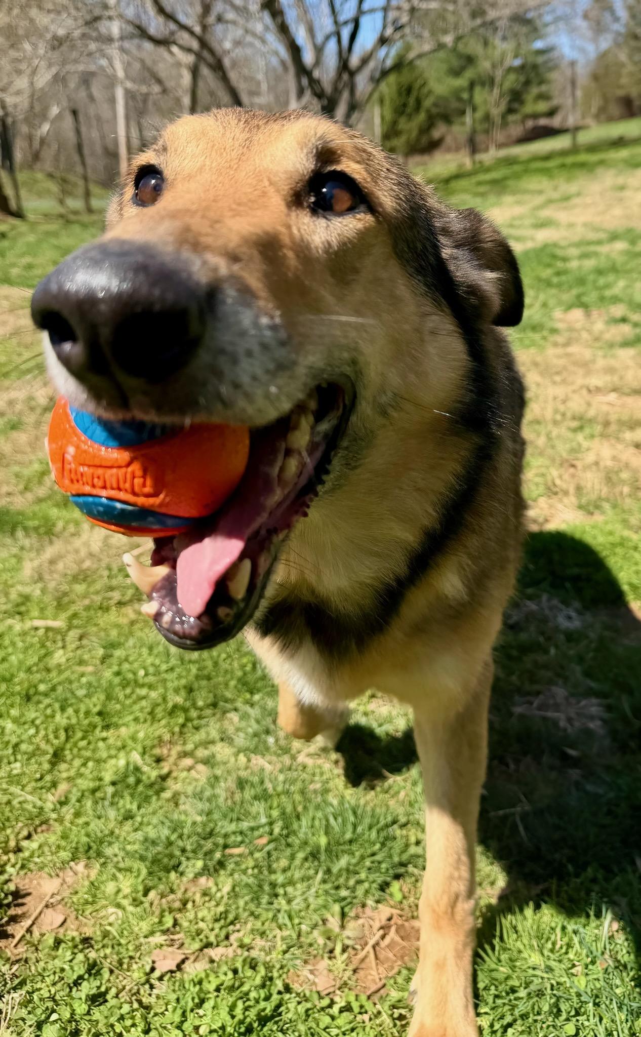 Enlarge Jessie, a ADOPTABLE mixed breed in Clarksburg, MD image 5/6