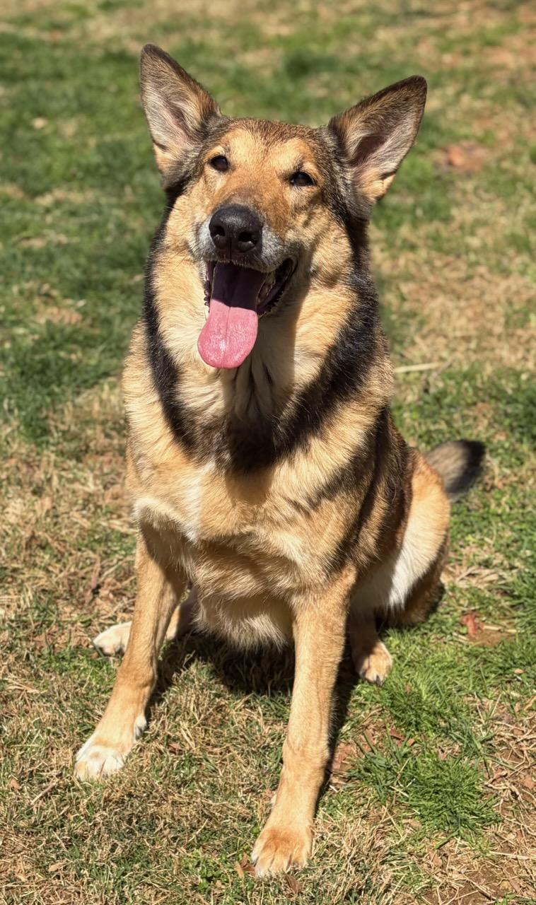 Enlarge Jessie, a ADOPTABLE mixed breed in Clarksburg, MD image 3/6