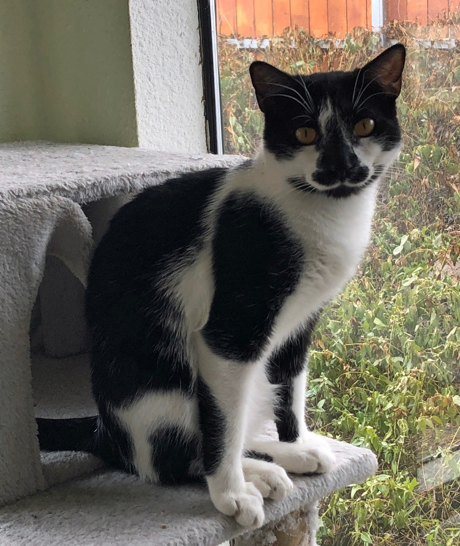 Enlarge Licorice-F, a Adoptable mixed breed in Prescott, AZ image 2/5