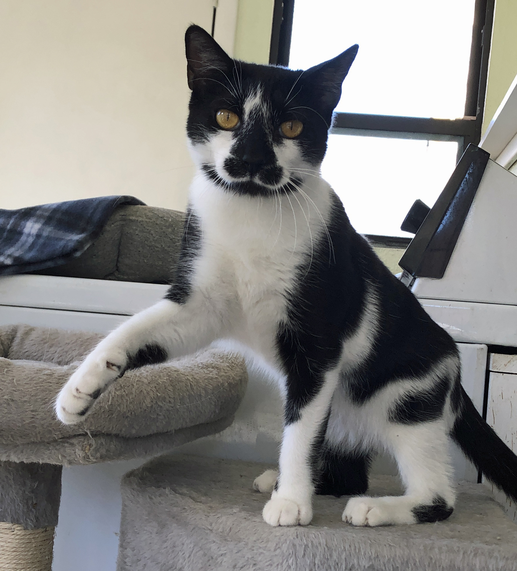 Enlarge Licorice-F, a Adoptable mixed breed in Prescott, AZ image 3/5