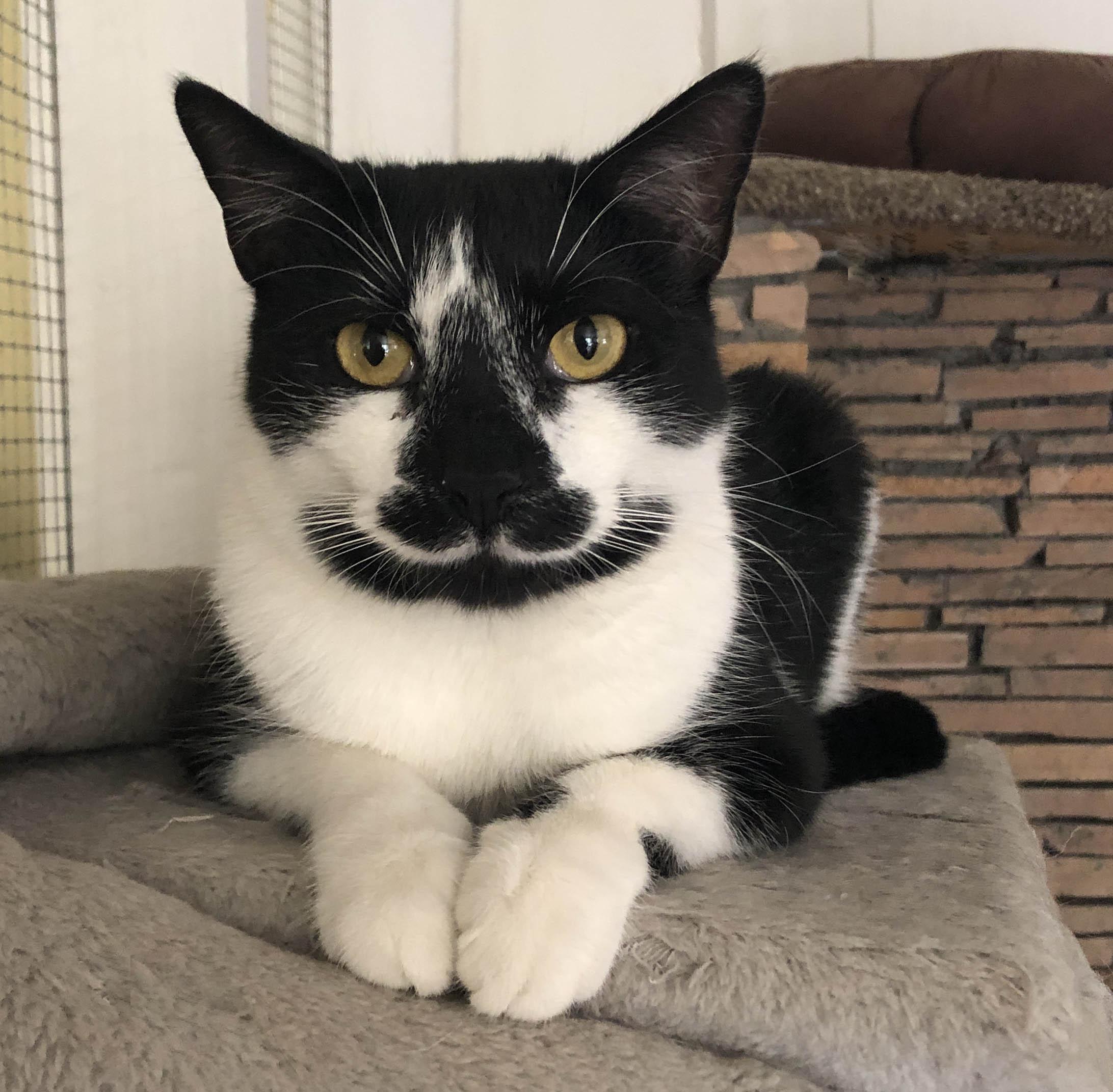 Licorice-F, Young Female Domestic Short Hair
