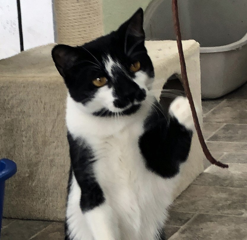 Enlarge Licorice-F, a Adoptable mixed breed in Prescott, AZ image 4/5