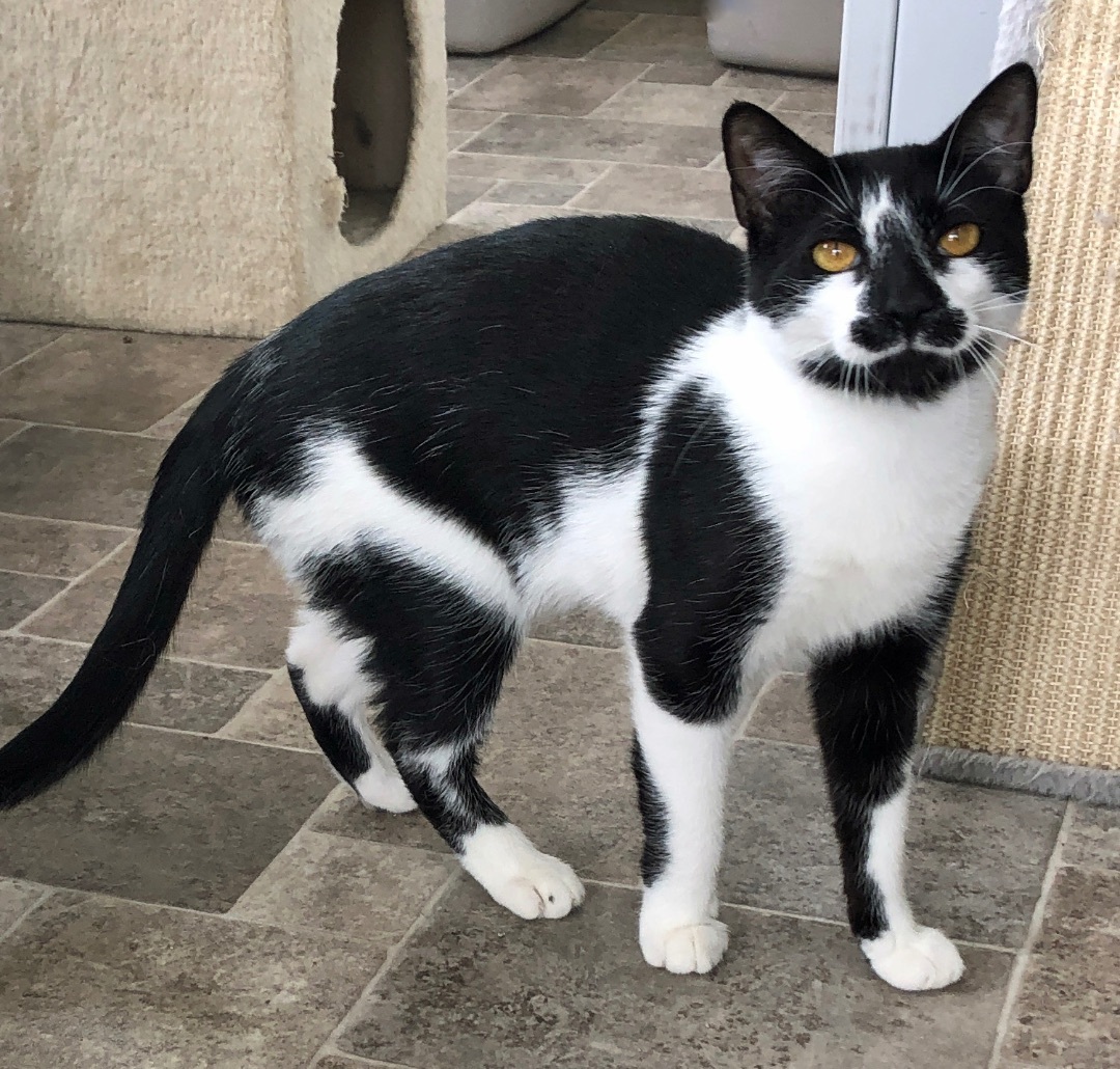 Enlarge Licorice-F, a Adoptable mixed breed in Prescott, AZ image 5/5